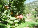 Filename=Apple Orchards~0.JPG
Filesize=99KiB
Dimensions=640x480
Date added=Jul 31, 2004 Apple Orchards~0.JPG