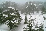 Filename=cedarsundersnow.gif
Filesize=134KiB
Dimensions=500x336
Date added=Sep 16, 2013 cedarsundersnow.gif